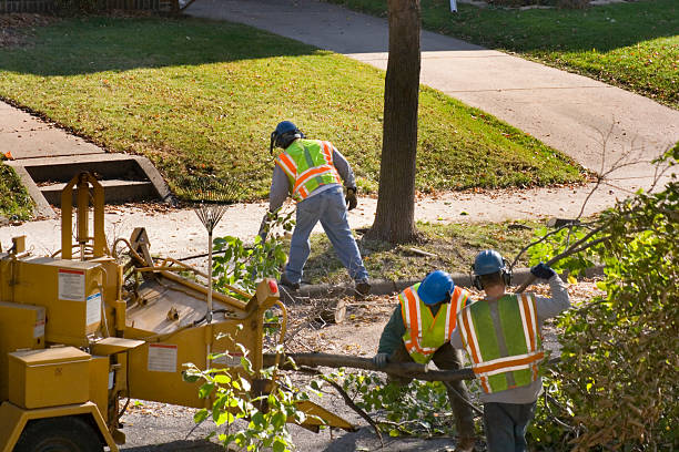 Residential Tree Removal in Andrews, SC